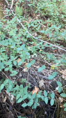 Lonicera hispidula