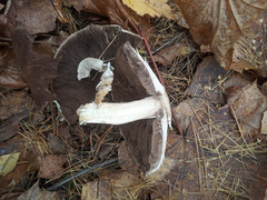 Agaricus