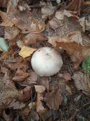 Agaricus