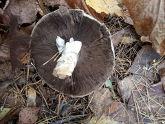 Agaricus