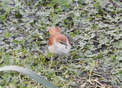 Certhiaxis cinnamomeus