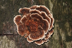 Stereum rugosum