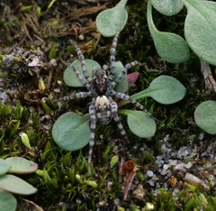Arctosa perita
