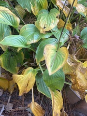 Hosta