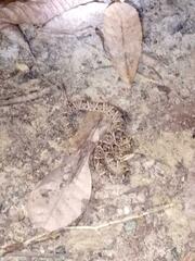 Bothrops asper