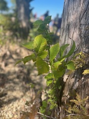 Planera aquatica