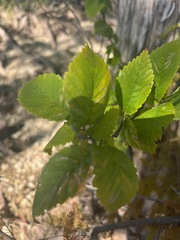 Planera aquatica