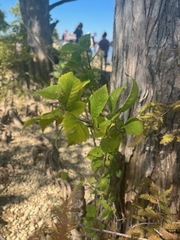 Planera aquatica