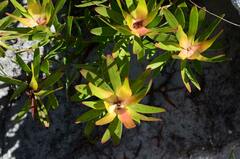 Leucadendron laureolum