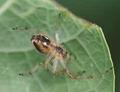 Neoscona moreli