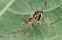 Neoscona moreli