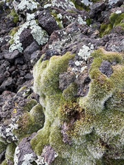Didymodon