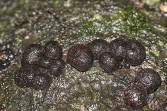 Hypoxylon fragiforme
