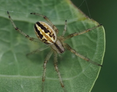Neoscona moreli