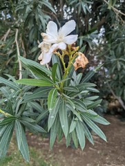 Nerium oleander