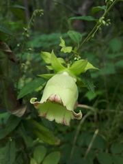 Codonopsis lanceolata