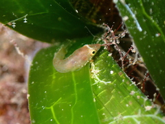 Lepadogaster candolii
