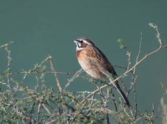 Emberiza cioides