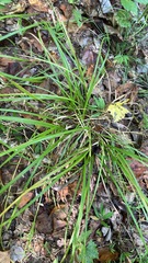 Carex pedunculata