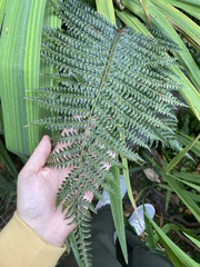 Polystichum