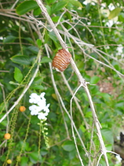 Pseudovates chlorophaea