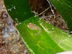 Lepadogaster candolii
