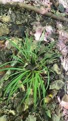 Carex pedunculata