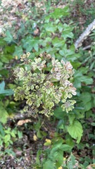 Angelica atropurpurea