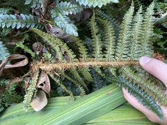 Polystichum