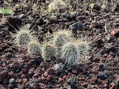 Opuntia polyacantha erinacea