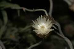 Syncarpha speciosissima