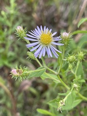 Symphyotrichinae