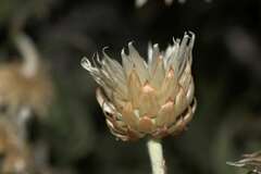 Syncarpha speciosissima