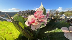 Hydrangea macrophylla