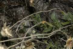 Syncarpha speciosissima