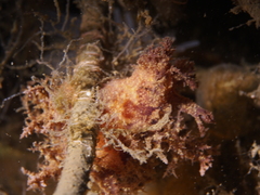 Dendronotus europaeus