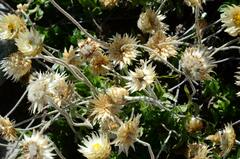 Syncarpha speciosissima