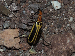 Pyrota trochanterica