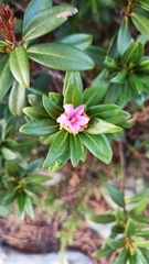 Rhododendron
