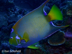 Holacanthus ciliaris