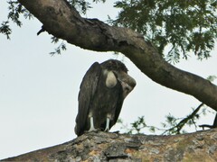 Necrosyrtes monachus