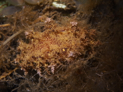 Dendronotus europaeus