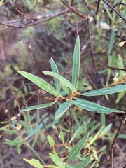 Phillyrea angustifolia