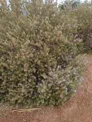 Leucophyllum frutescens