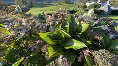 Hydrangea macrophylla