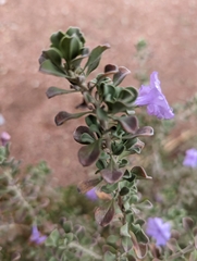 Leucophyllum frutescens