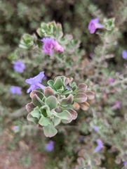 Leucophyllum frutescens