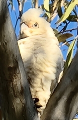 Cacatua sanguinea gymnopis