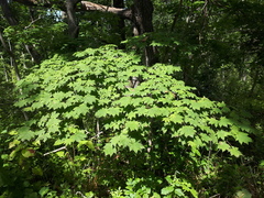 Acer pseudosieboldianum