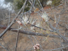 Combretum mossambicense
